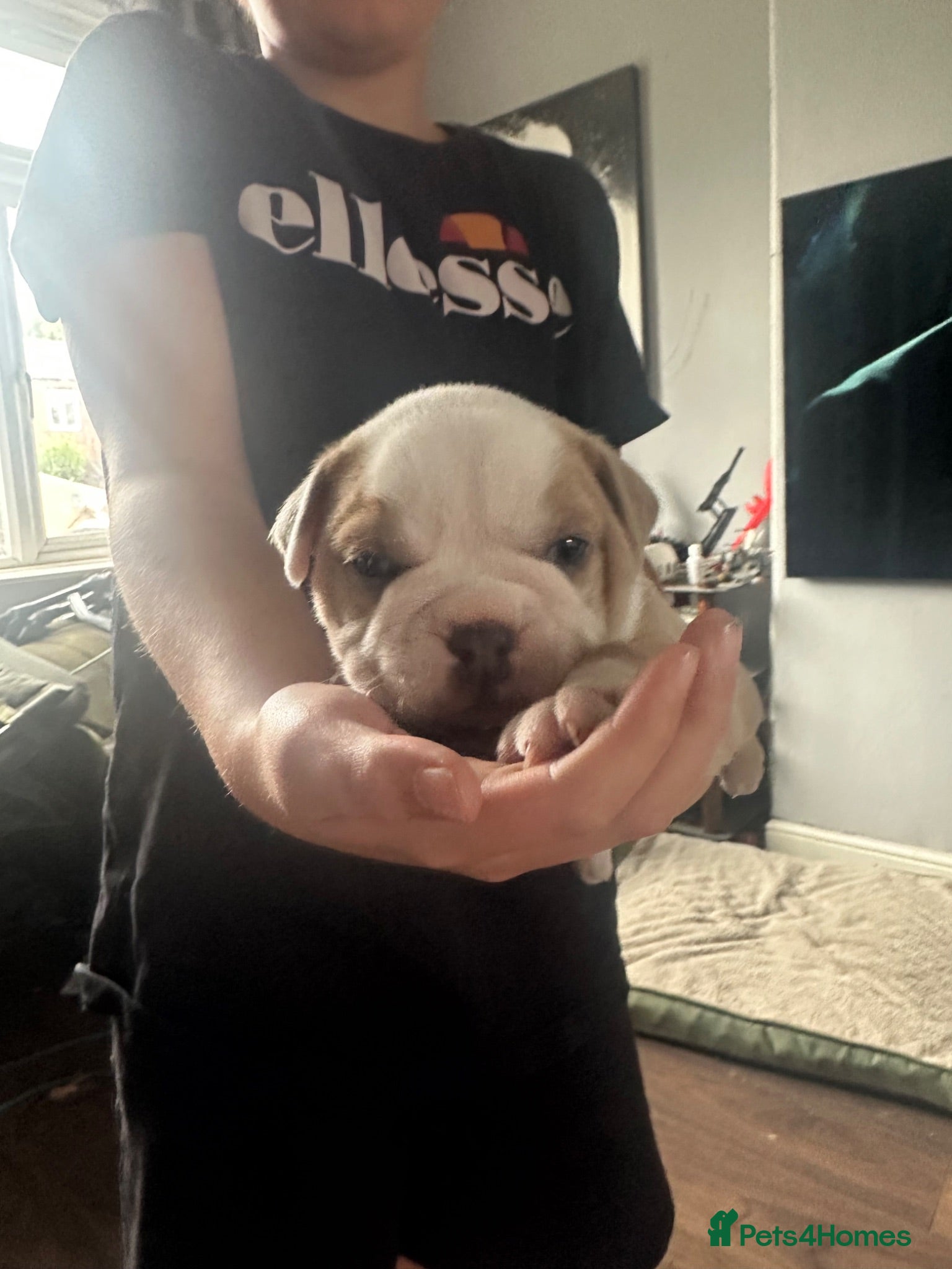 Olde English Bulldogge dogs Olde English bulldogge puppy - Advert 1