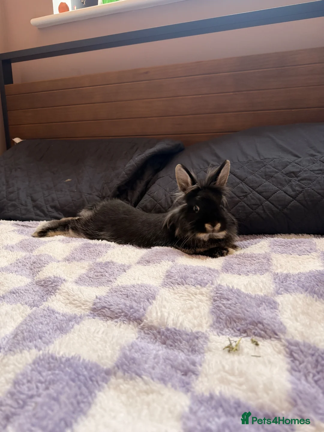 Netherland Dwarf rabbits for sale: Two female bunnies  in Abingdon - Advert 4