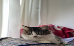 Persian cats for sale: Male Persian Tabby Cat for Sale – Friendly  - Image 2