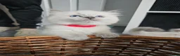 Ragdoll cats for sale: Ragdoll kittens looking new home 🏡  - Advert 23
