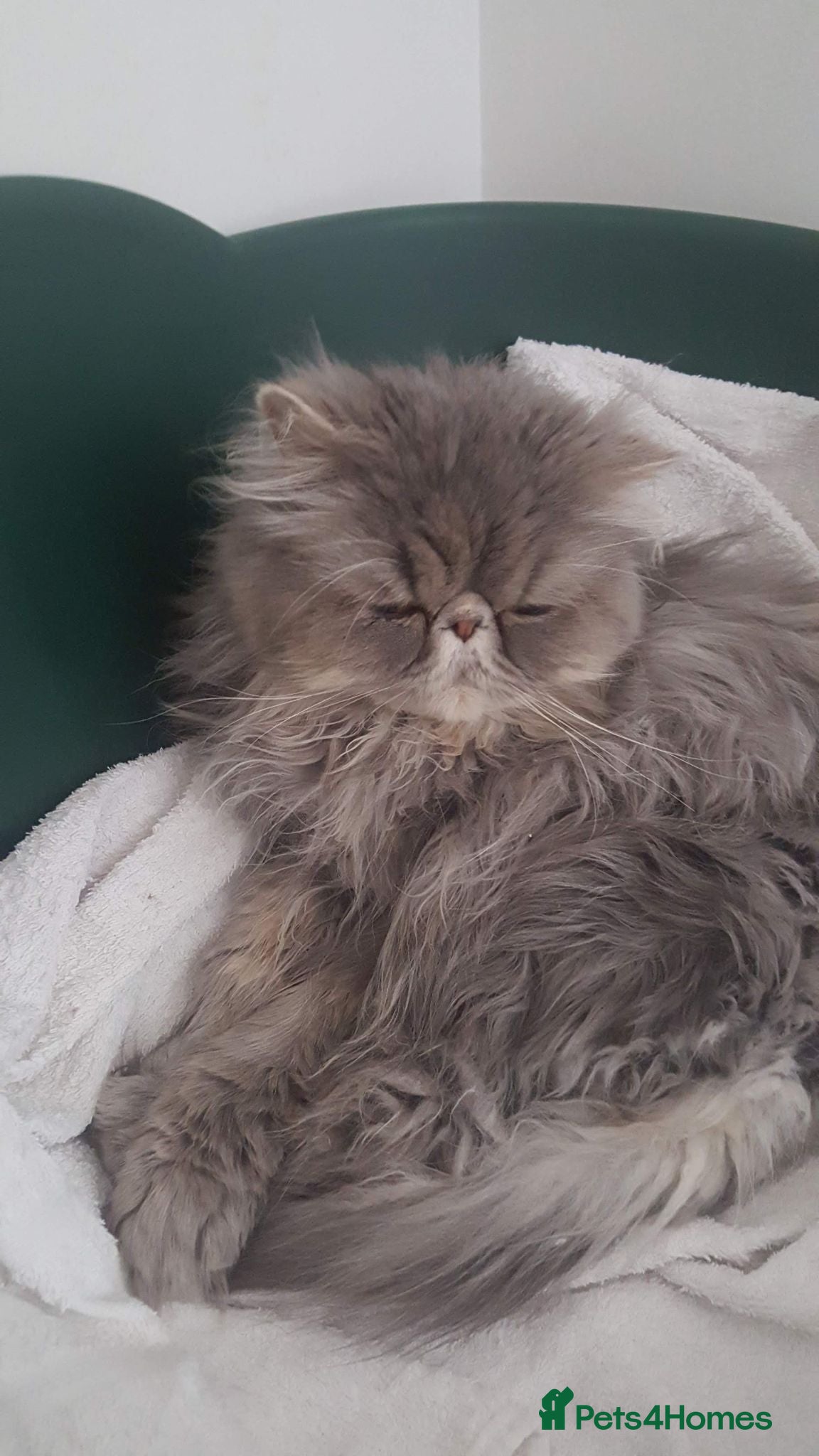 Persian cats Pure Persian long hair kitten  - Advert 1