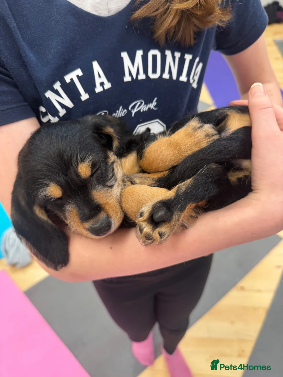 Mixed Breed dogs for sale: Doxipoo  in Uxbridge - Advert 2