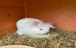 Mini Lion Lop rabbits for sale: Baby male rabbits ready now  - Image 9
