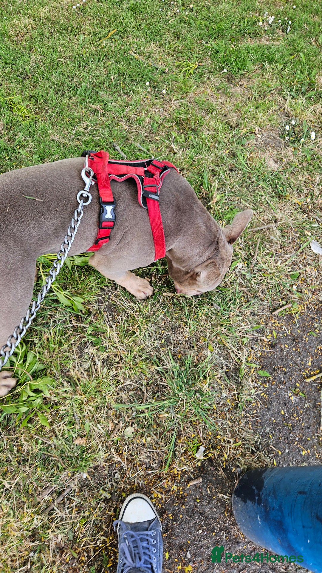 American Bulldog dogs for sale: American Bulldog - Advert 6