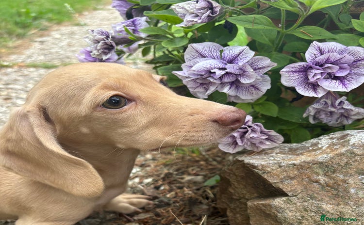 Miniature Dachshund dogs - Advert 2