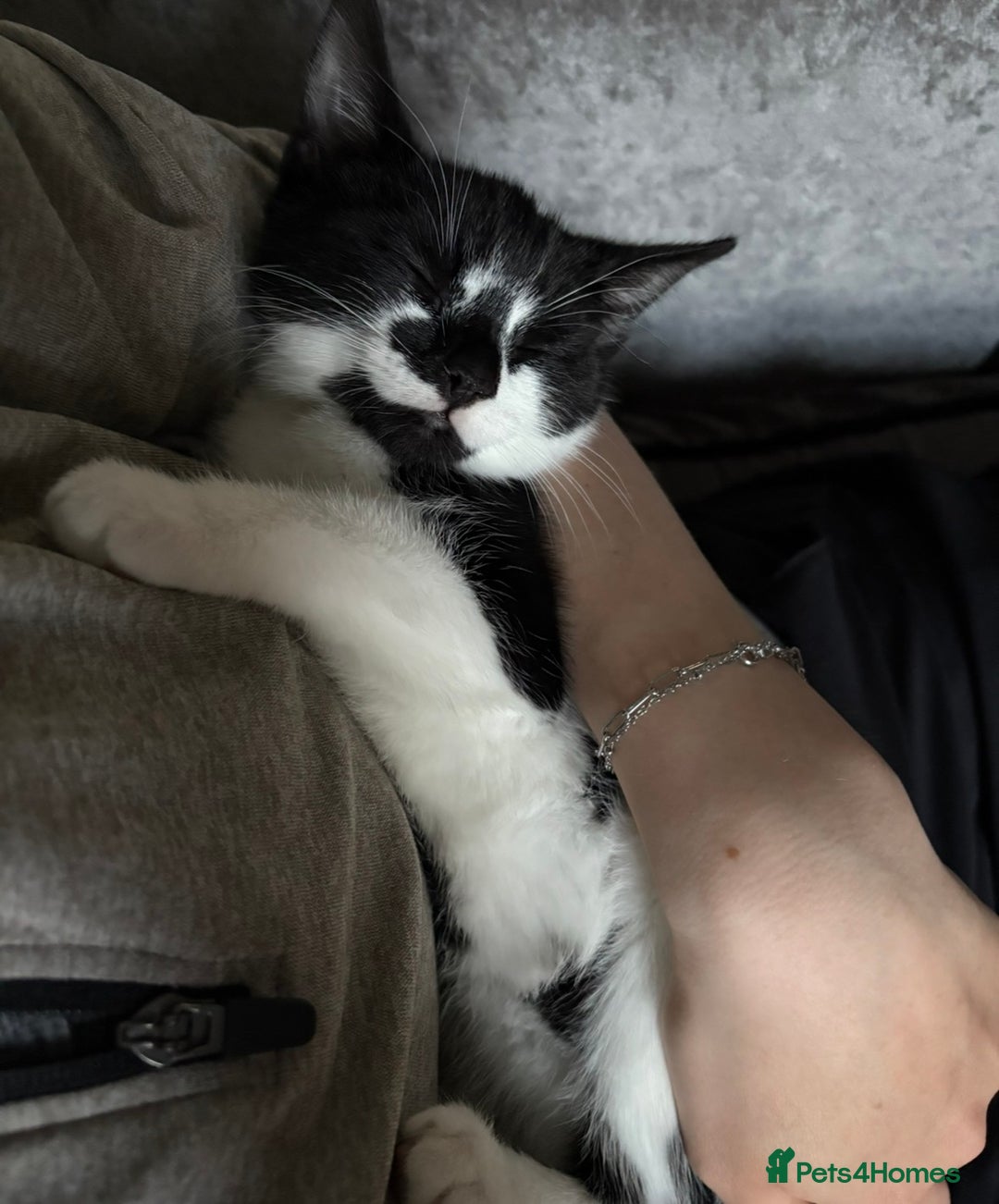 Mixed Breed cats for sale: Female Kitten  - Advert 6