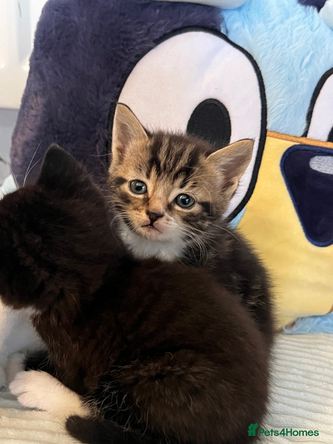 Mixed Breed cats for sale: Kittens - Advert 6