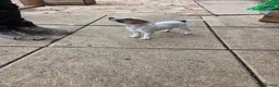Jack Russell dogs for sale: Jack Russell Puppies x 4 in Hereford - Advert 11