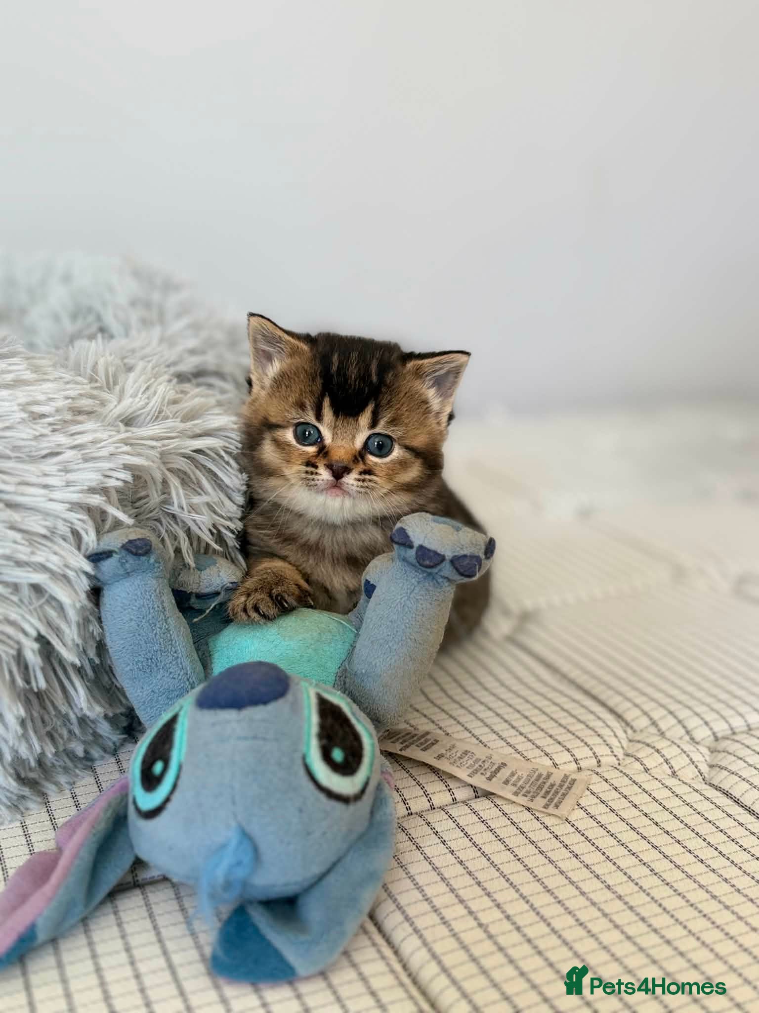 Mixed Breed cats for sale: 3 Little kittens  in Basildon - Advert 1