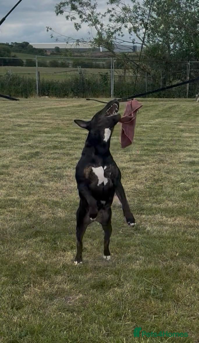 Bull Terrier dogs Kc reg bull terrier - Advert 2