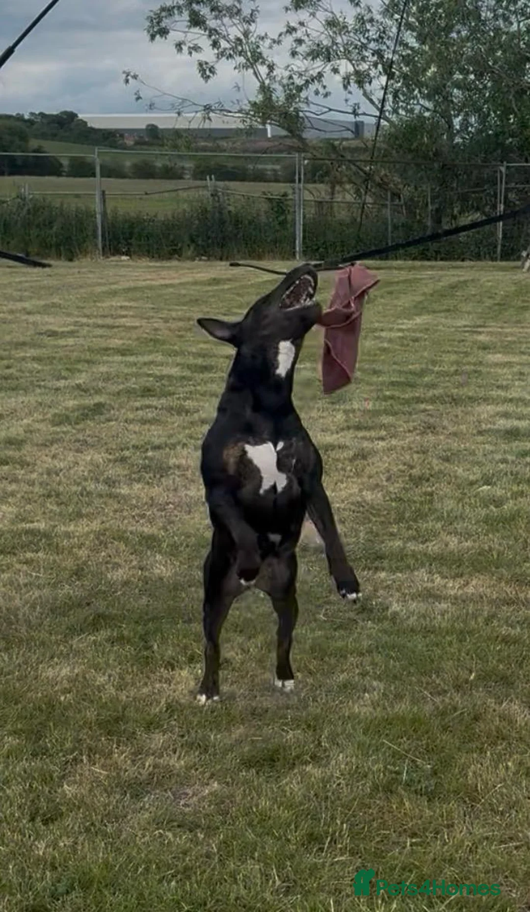 Bull Terrier dogs for sale: Kc reg bull terrier - Advert 2