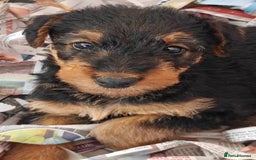 Airedale Terrier dogs for sale: Superb Airedale Terrier puppies Champion parents - Image 2