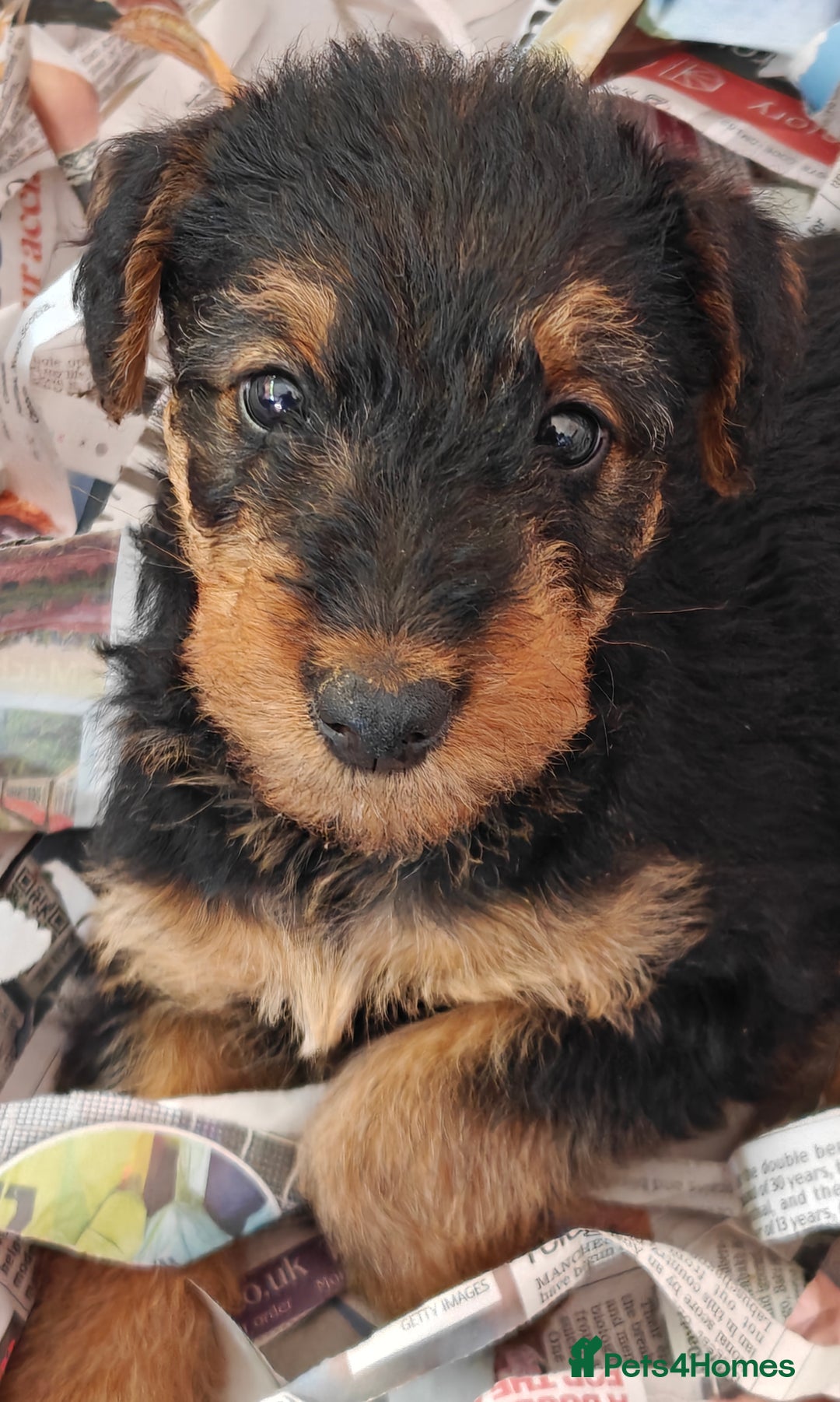 Airedale Terrier dogs for sale: Superb Airedale Terrier puppies Champion parents - Image 2