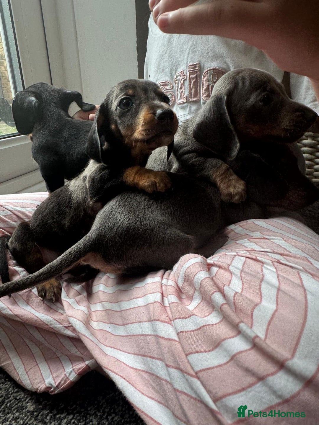 Dachshund dogs for sale: Miniature dachshunds ready now 💗 - Image 23