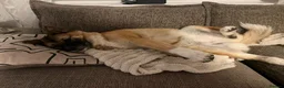 Akita dogs for sale: Akita in Leeds - Advert 6