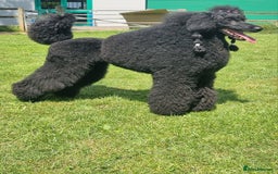 Standard Poodle dogs for sale: Exceptional Health Tested Puppies Due - Image 2