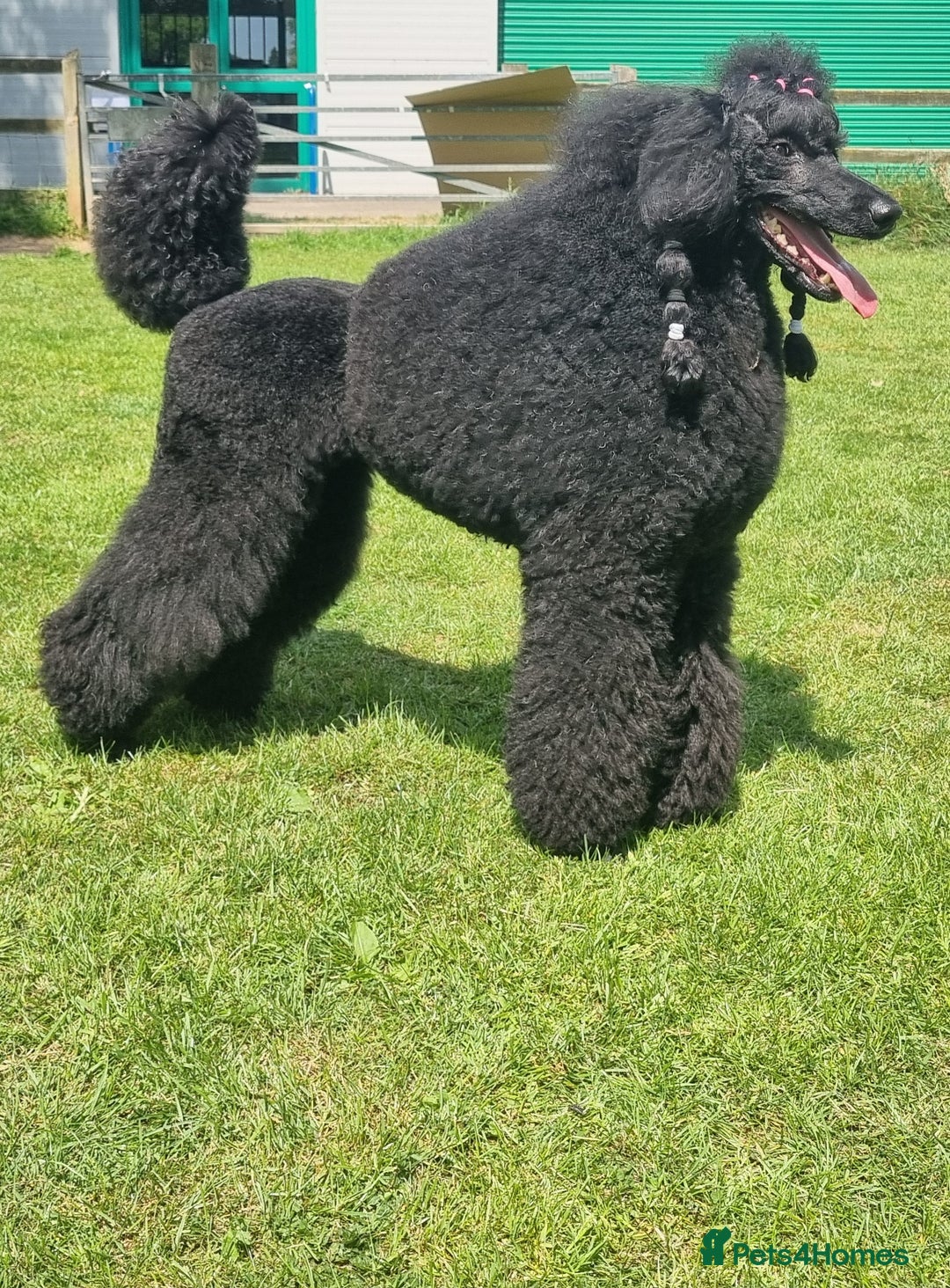 Standard Poodle dogs for sale: Exceptional Health Tested Puppies Due - Image 2