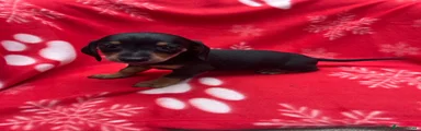 Miniature Dachshund 2