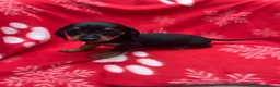 Miniature Dachshund dogs for sale: ****6 beautiful boys 💙💙*** - Advert 28