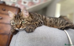Mixed Breed cats for sale: Mainecoon and british shorthair mix  - Image 27