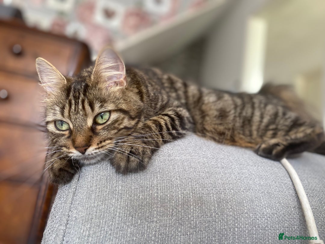 Mixed Breed cats for sale: Mainecoon and british shorthair mix  - Image 27