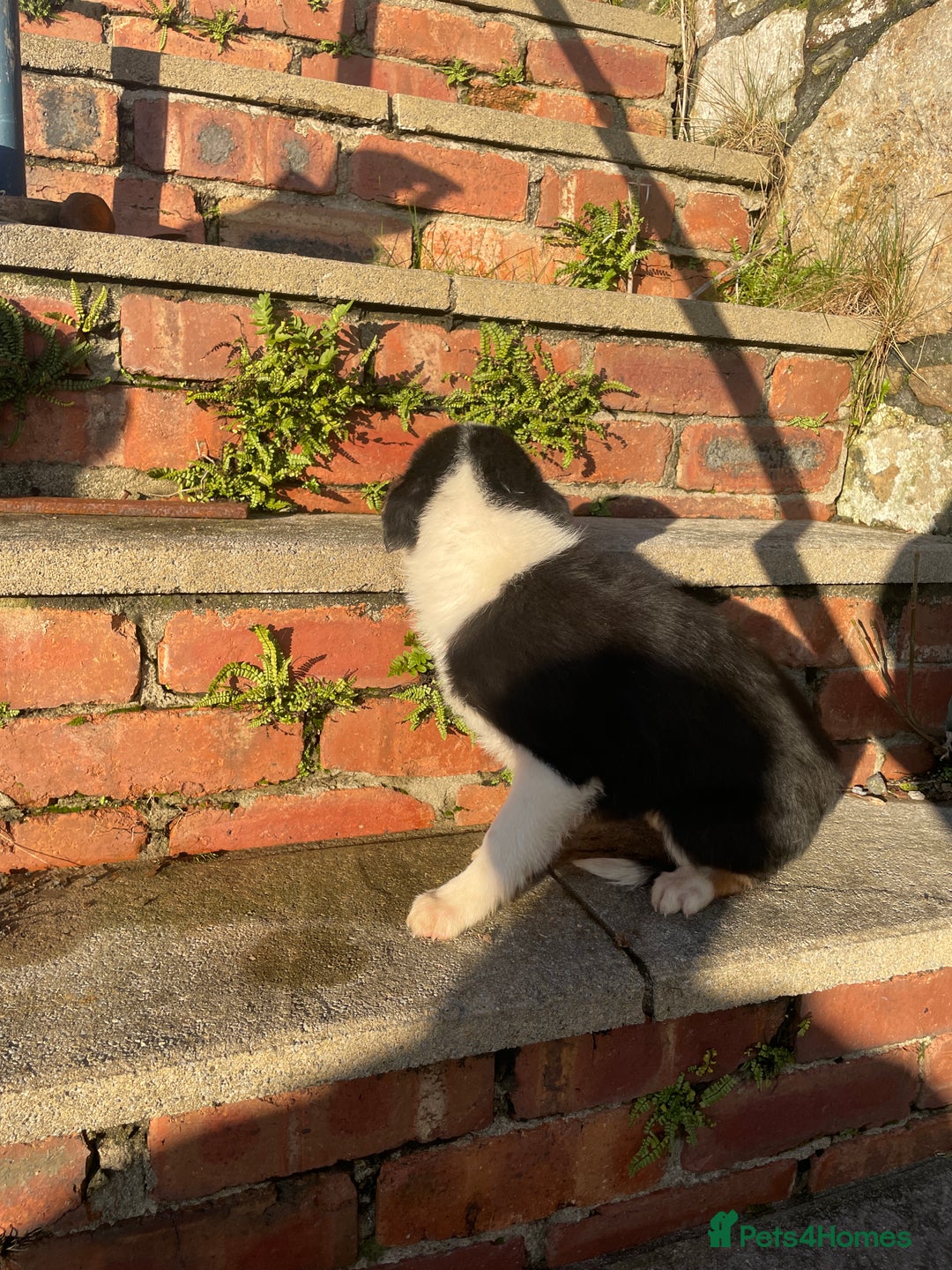 Border Collie dogs for sale: 3 Beautiful Sheepdog Puppies - Advert 14