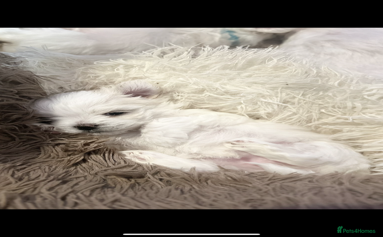 Maltese dogs - Advert 4