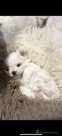 Maltese dogs - Advert 4