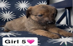 Mixed Breed dogs for sale: Bedlington whippet puppies - Image 28