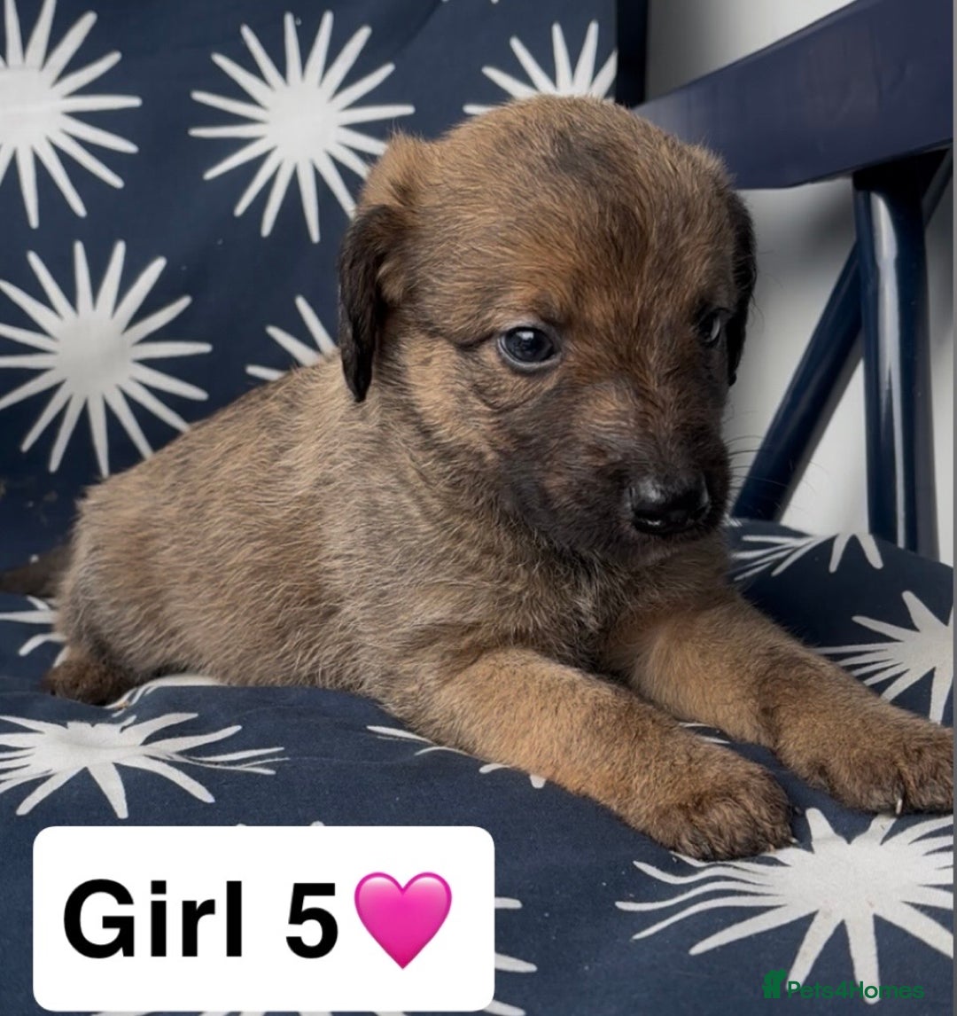 Mixed Breed dogs for sale: Bedlington whippet puppies - Image 28