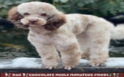 Miniature Poodle dogs for sale: POODLE 🐩 QUALITY MINIATURE PUPPIES 🐶  - Image 3