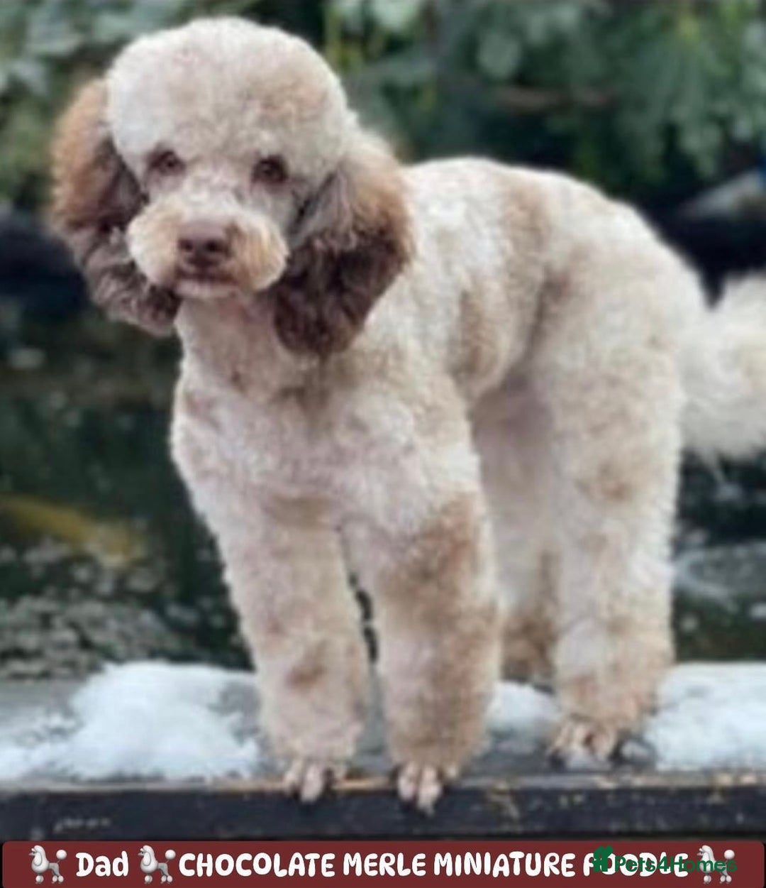 Miniature Poodle dogs for sale: POODLE 🐩 QUALITY MINIATURE PUPPIES 🐶  - Image 3
