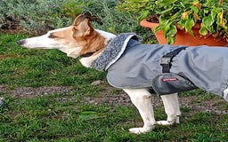 Mixed Breed dogs for adoption: 💖🐶 ALAYA 🐶💖 - Image 8