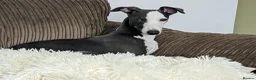 Whippet dogs for sale: Looking for a home for Ada - Advert 1