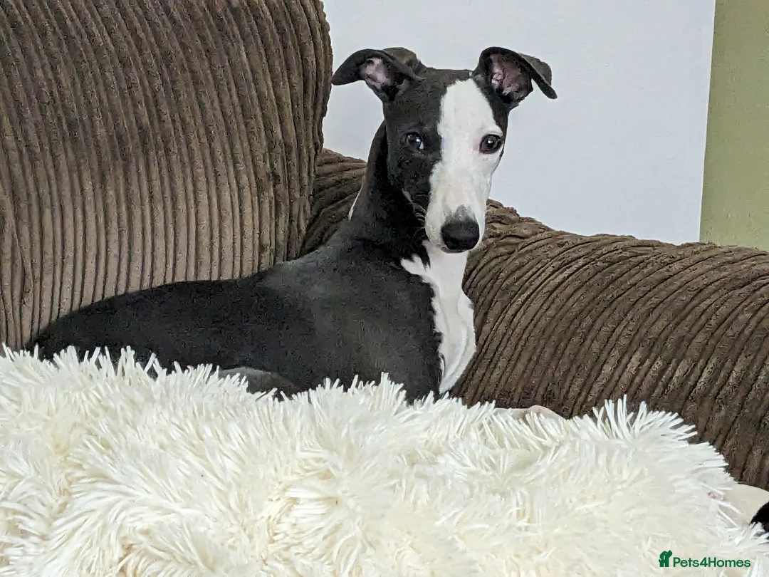 Whippet dogs for sale: Looking for a home for Ada - Advert 1