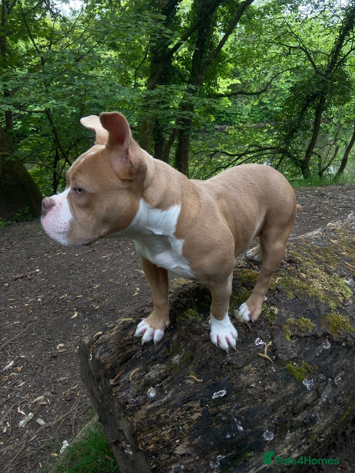 American Bully dogs Stunning 7 month old looking for her forever home - Advert 5