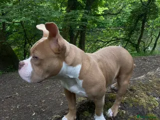American Bully dogs Stunning 7 month old looking for her forever home - Advert 1