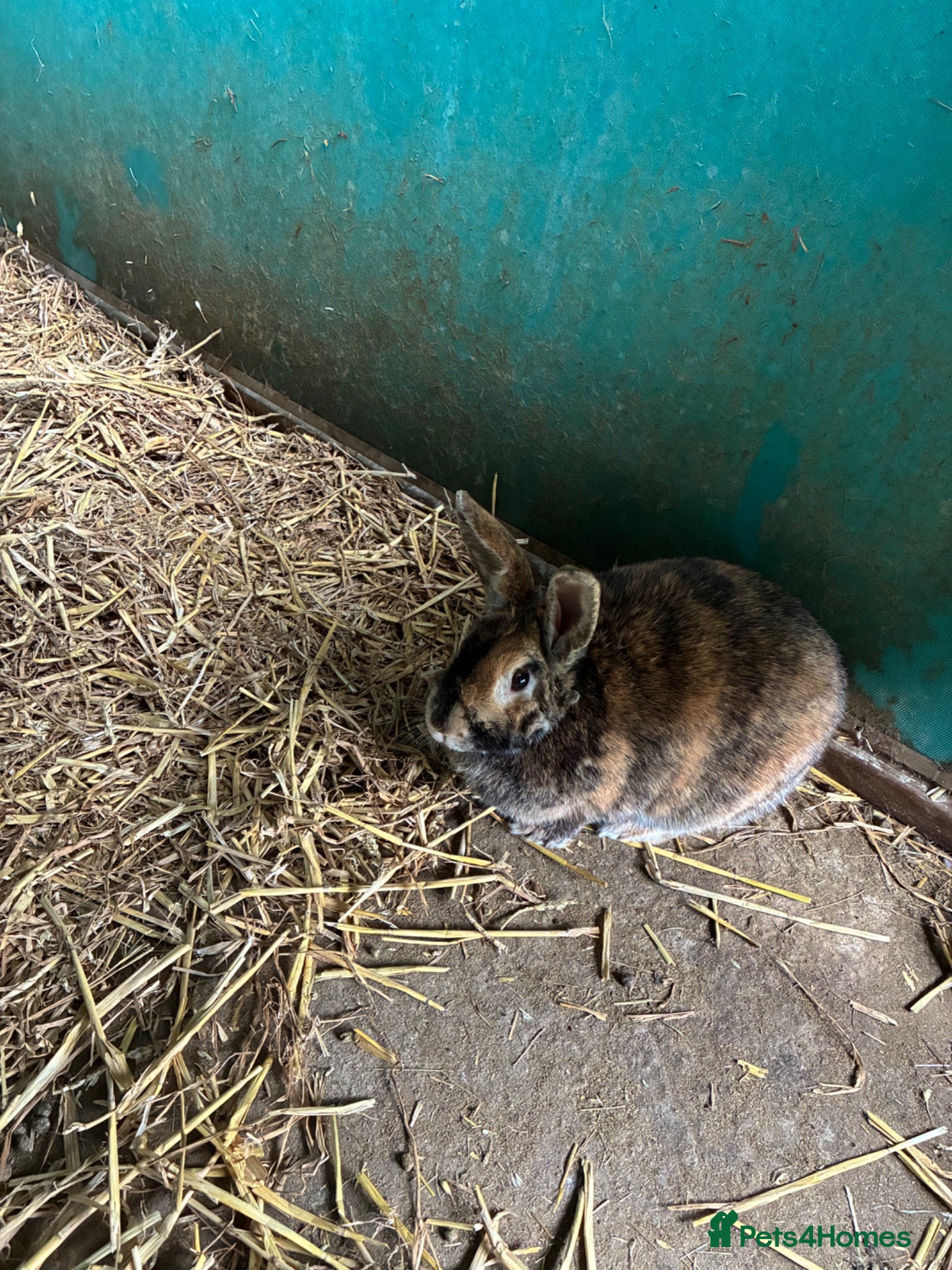 Harlequin rabbits Harlequin Female Breeding Rabbit - Advert 2