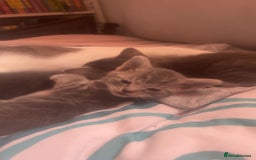 Mixed Breed cats for sale: Half ragdoll girl kittens ready now  - Image 12