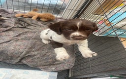 English Springer Spaniel dogs for sale: English springer spaniel kc registered  - Image 15