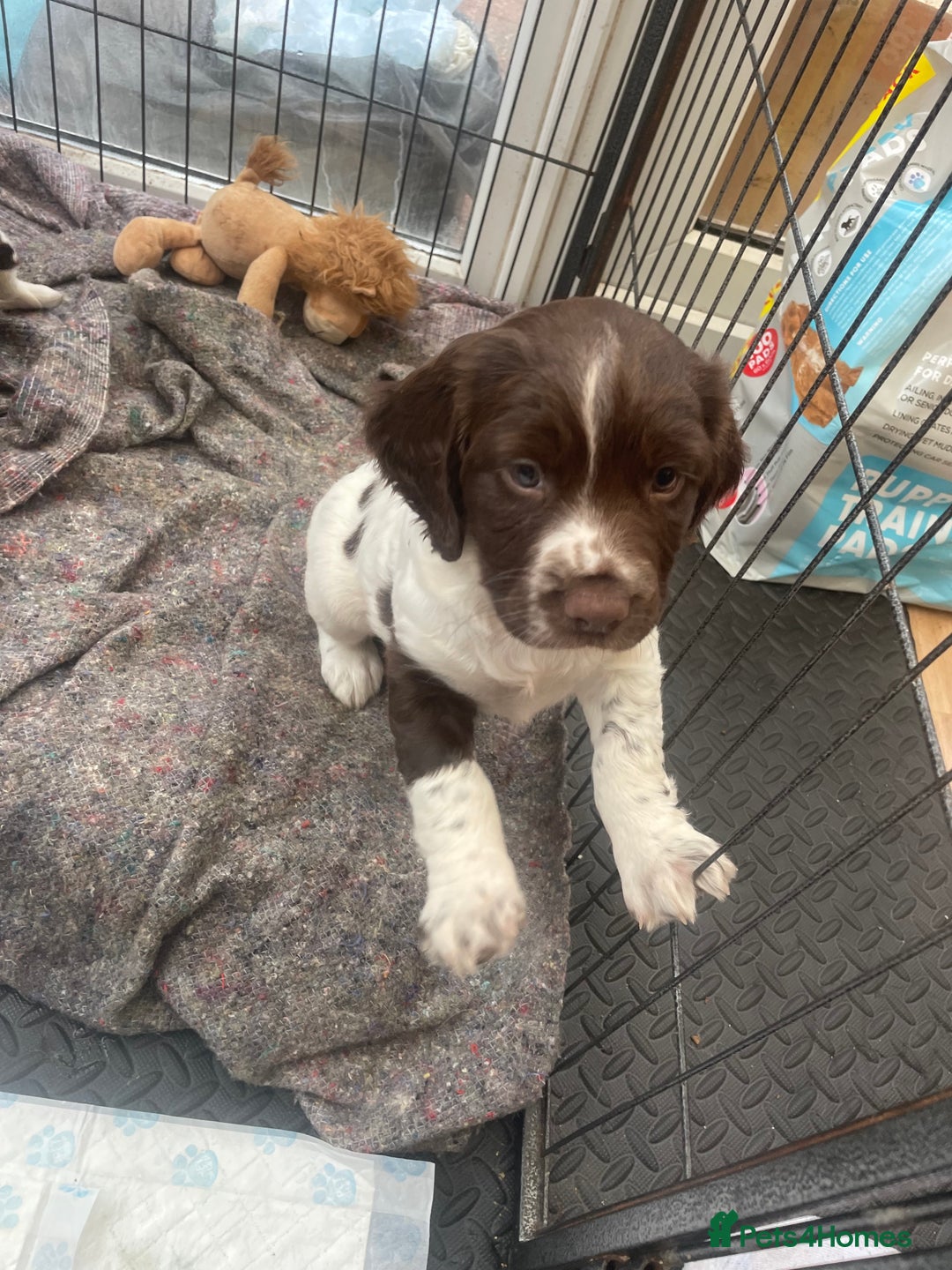 English Springer Spaniel dogs for sale: English springer spaniel kc registered  - Image 15