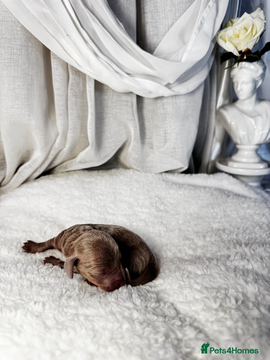 Miniature Dachshund dogs for sale: MINI DACHSHUND PUPPIES💕 KC REGISTERED/PRA CLEAR  - Advert 19