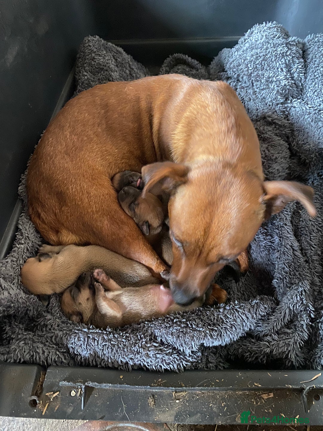 Patterjack dogs for sale: Patterjack puppies - Image 5