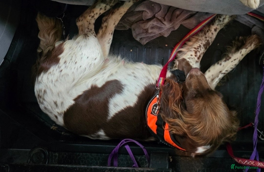 English Springer Spaniel dogs for sale: KC Health Tested Pups ready Nov 25 - Image 6