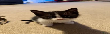 Mixed Breed Kitten 1