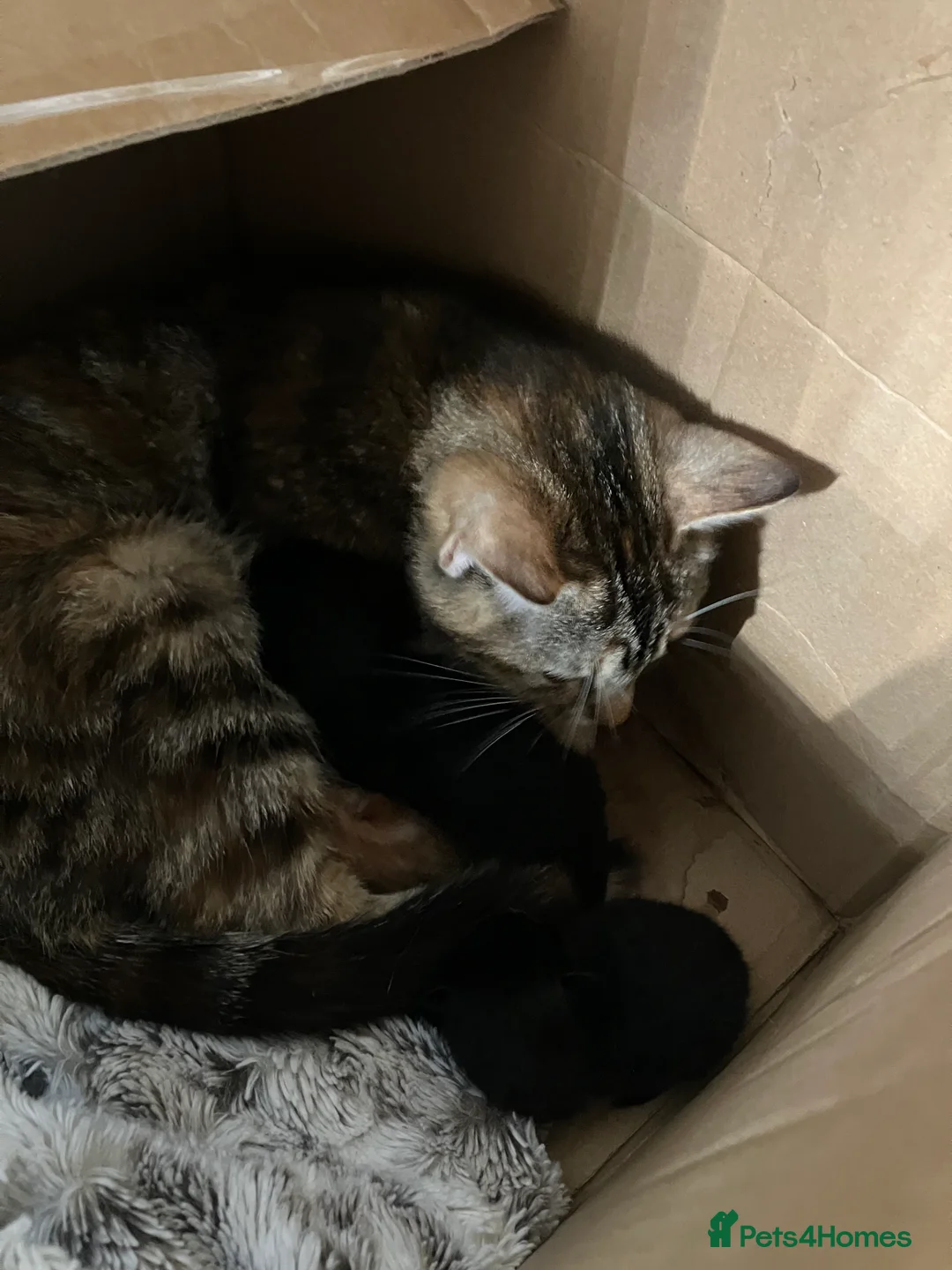 Mixed Breed cats for sale: Black Kitten - 9mts - Looking for forever home! - Advert 2