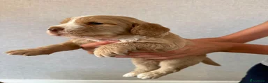 Cocker Spaniel 3