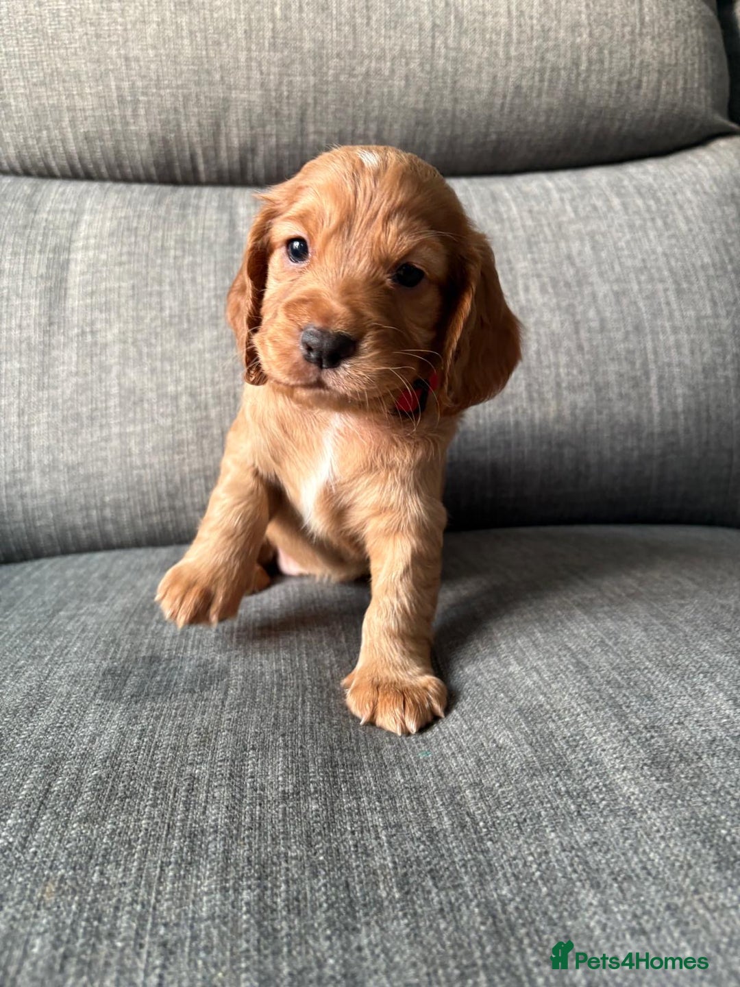 Cocker Spaniel dogs for sale: Working Cocker Spaniel puppy’s  - Advert 2