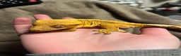 Gecko reptiles for sale: Crested Gecko for sale - Advert 3