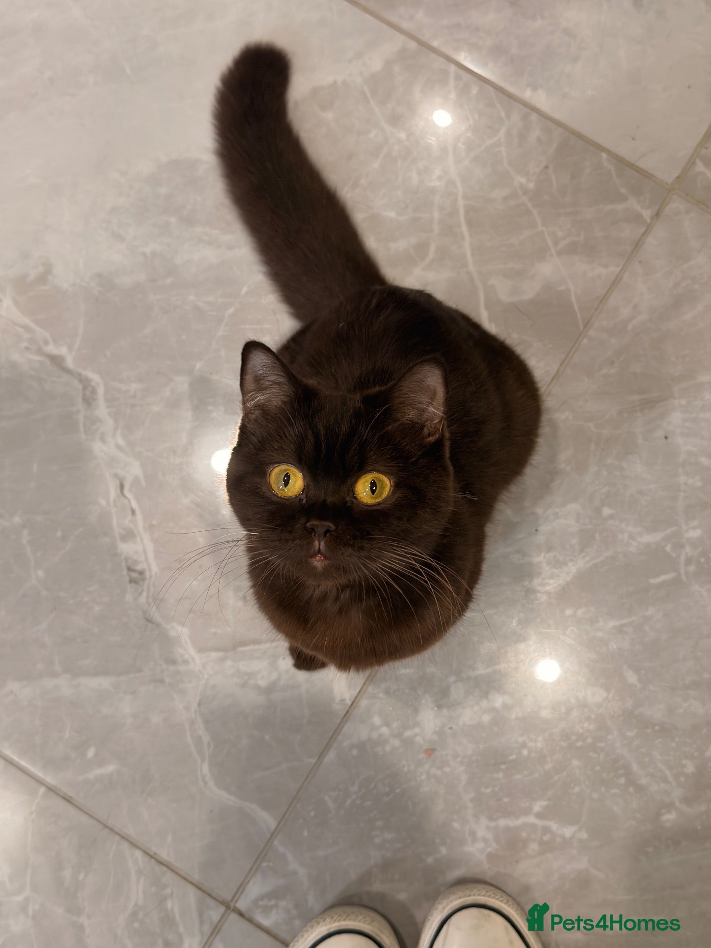 British Shorthair cats BSH kittens  - Advert 2
